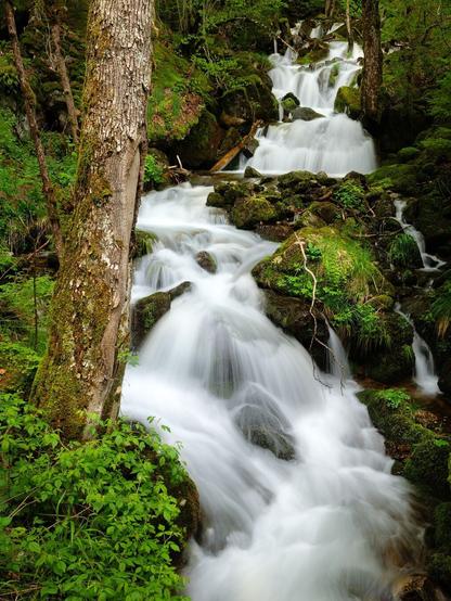 Ein kränkelnder Baum, der im Wald auf einen Wasserfall blickt.