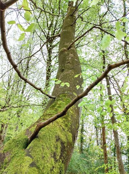 Eine relativ junge Buche, die nach schräg hinten oben wächst. Im Vordergrund ist der Stamm mit Moos bedeckt. Zwei schmale Äste wachsen aus ihrem Stamm heraus, als seien sie da hineingesteckt worden. Überall wachsen hellgrüne, junge Blätter.

A relatively young beech tree growing diagonally backwards and upwards. In the foreground, the trunk is covered in moss. Two narrow branches grow out of its trunk as if they had been stuck in. Light green, young leaves are growing everywhere.
