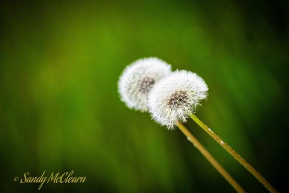 Closeup of two dandelions gone to see against a green out-of-focus background.
