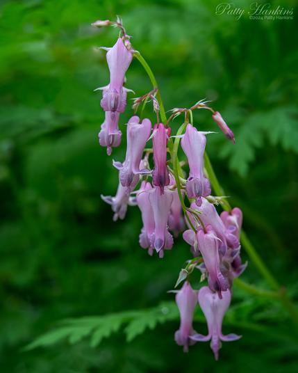 A group of small pink native bleeding hearts among the greens of the woods