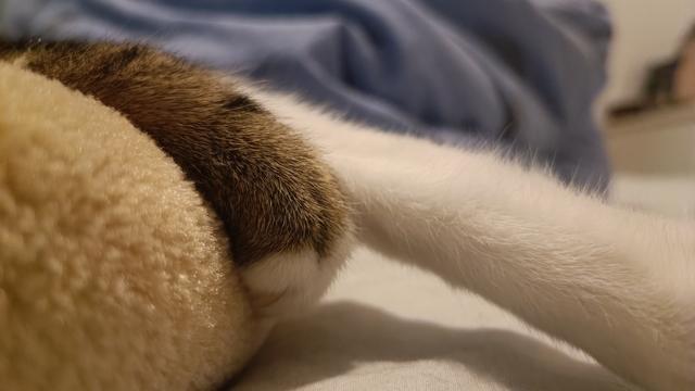Maou's paw