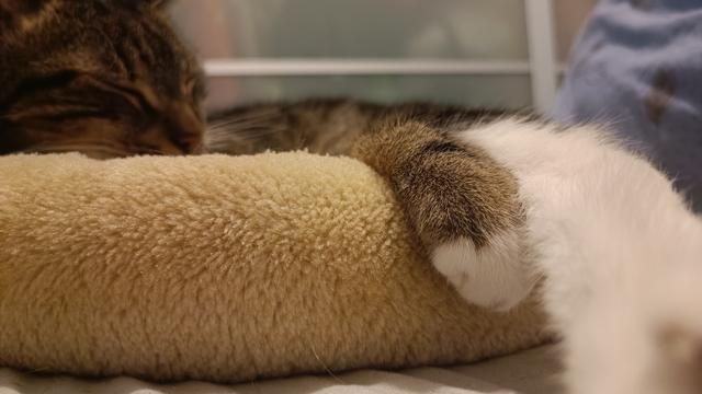 Close on Maou's paw in his cloud cushion