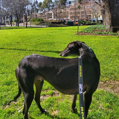 A greyhound standing and casually bending around so that his face and his butt are pointing the same way