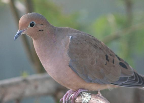 A close-up shot of a mourning dove perched on a branch.