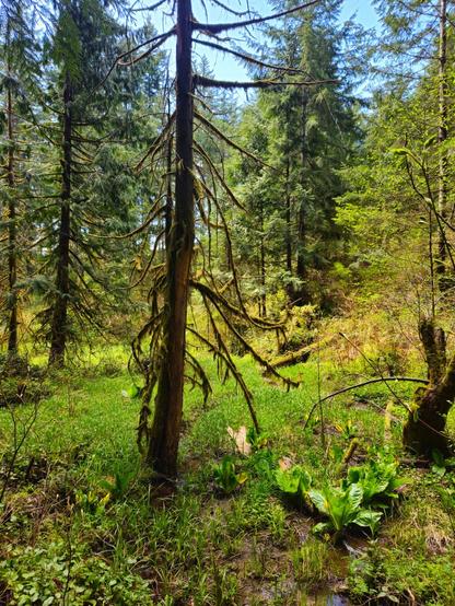 An evergreen tree—its limbs bare except for the moss and lichen growing over every square centimeter of surface area—rises from a boggy field of grass. Several trees in the background serve as contrast with their limbs full of leaves/needles. A small patch of skunk cabbage grows to the right of the subject tree.
