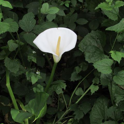 lily planted and growing wildly on Tooting Common