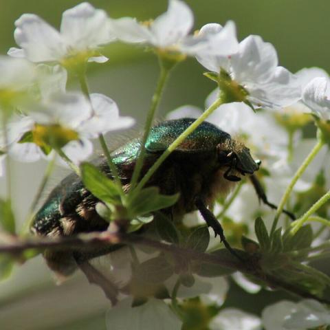 Big bright green beetle on tiny white flowers.