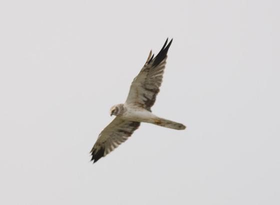 Pallid Harrier (Circus macrourus)