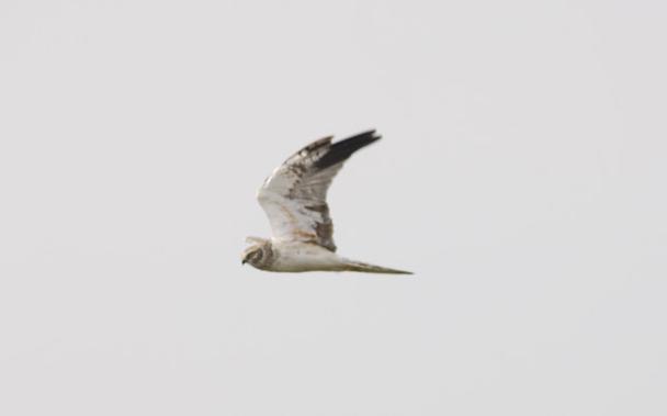 Pallid Harrier (Circus macrourus)