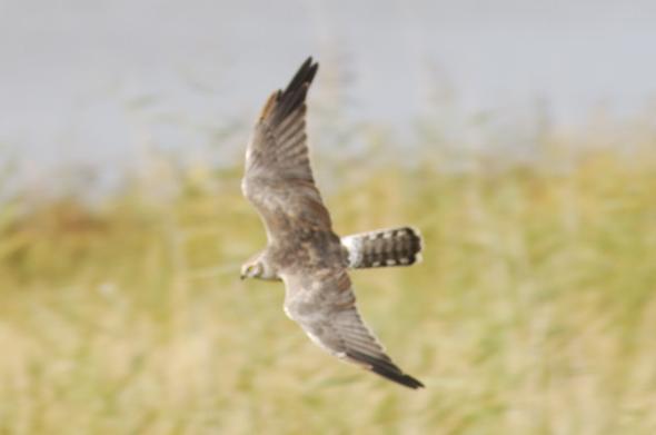 Pallid Harrier (Circus macrourus)