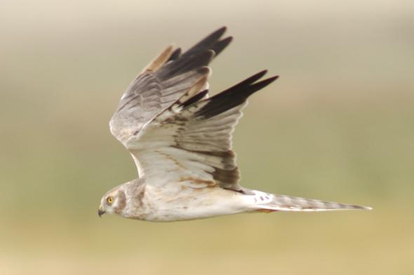 Pallid Harrier (Circus macrourus)