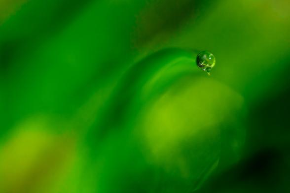 Gota de agua en la hierba
