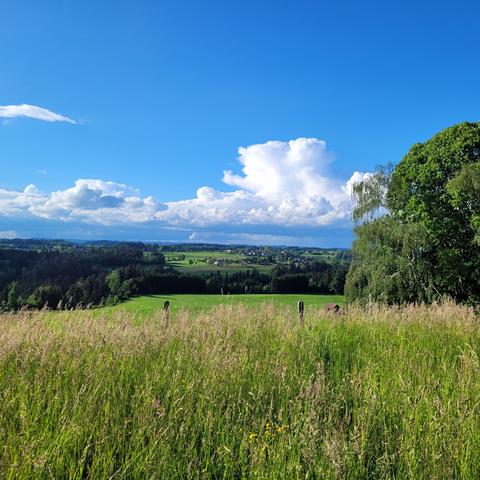 Hohes Gras. Blick über Wiesen in die Landschaft