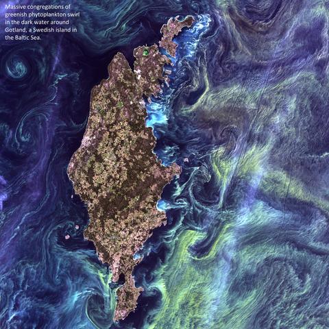 map / image - Massive congregations of greenish phytoplankton swirl in the dark water around Gotland, a Swedish island in the Baltic Sea.