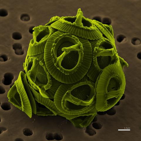 SEM image - coccolithophore  Gephyrocapsa oceanica
