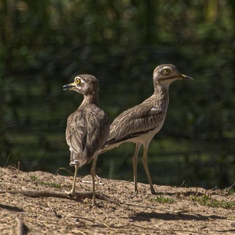 Two brown birds with very large yellow eyes are standing together looking in  opposite directions. The taller bird on the right may be rolling his eyes... These are the ever-popular Senegal Thickknee, which are easy to see in multiple places in Senegal. Photo by Peachfront. Djoudj, March 2024.