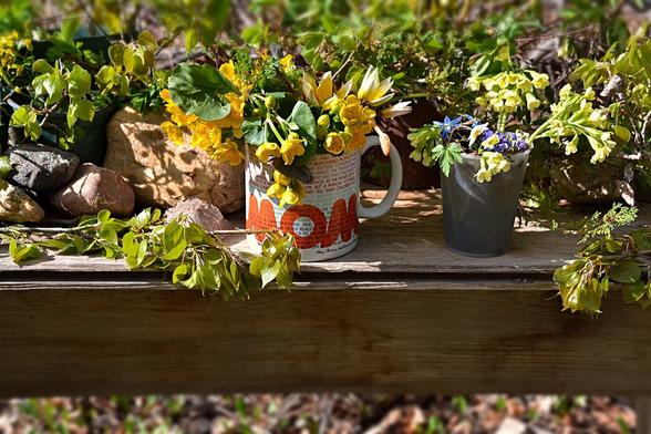 A weathered wooden bench- we see the edge, looking straight on- is loaded with masses of twigs and branches with just emerged leaves, catkins at various stages, several potted saplings and alpines. and several cups stuffed with wild and garden flowers. The largest, ceramic, cup is white with MOM in large red letters, and covered with words- a message to mothers.