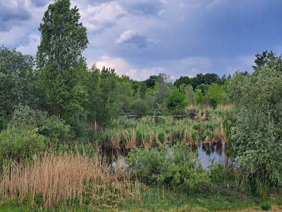 Ein wild mit Schilf, Erlen & Sträuchern umwachsener Teich.