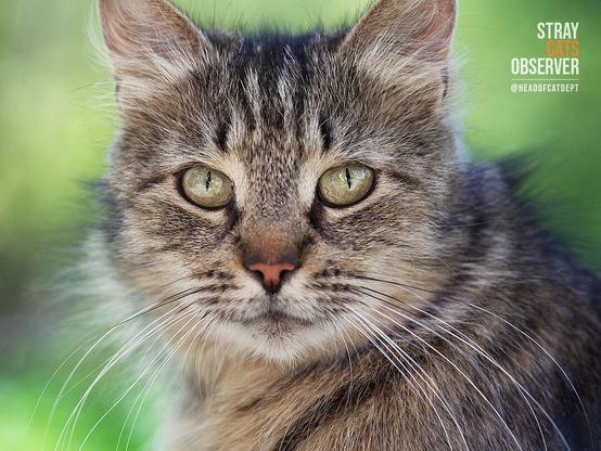 Close up portrait of a fluffy tabby cat