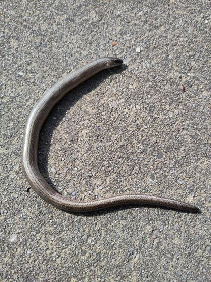Hazelworm op het asfalt in de zon #alt