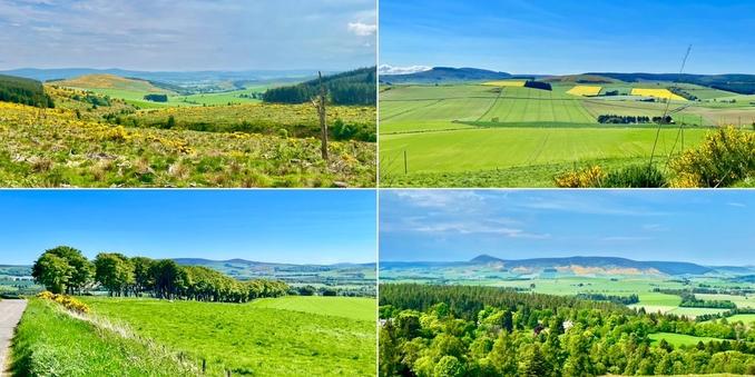 Four photo collage: bright, sunny day; bright green fields and scrub; bright yellow flowering gorse bushes; patches of bright yellow oils seed rape fields ; blue/green hills in distance.