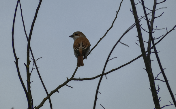 Une pie-grièche femelle (oiseau avec une tête ronde, un bec légèrement crochu et un plumage brun avec quelques motifs) sur une branche

A female red-backed shrike (a bird with a round head, a slightly hooked beak and brown plumage with a few patterns) on a branch