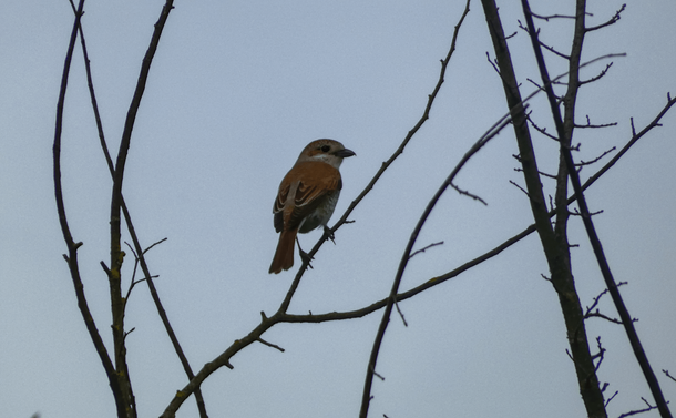 Une pie-grièche femelle (oiseau avec une tête ronde, un bec légèrement crochu et un plumage brun avec quelques motifs) sur une ligne téléphonique

A female red-backed shrike (a bird with a round head, a slightly hooked beak and brown plumage with a few patterns) on a branch