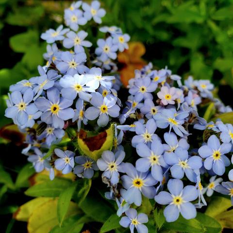Forget me not blue flowers