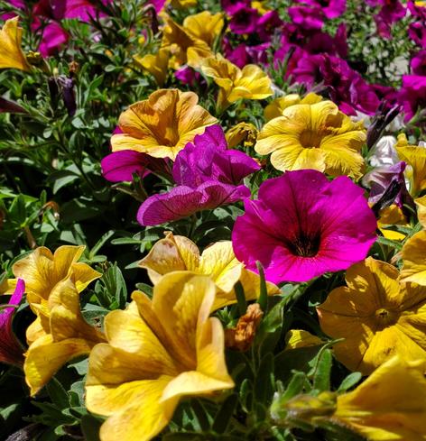 Yellow & deep fuchsia coloured petunia flowers.