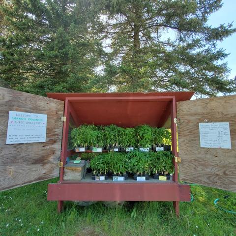 Three Oaks Farm stand - plants for sale
