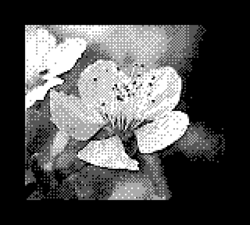 Black and white game boy camera picture of a flower