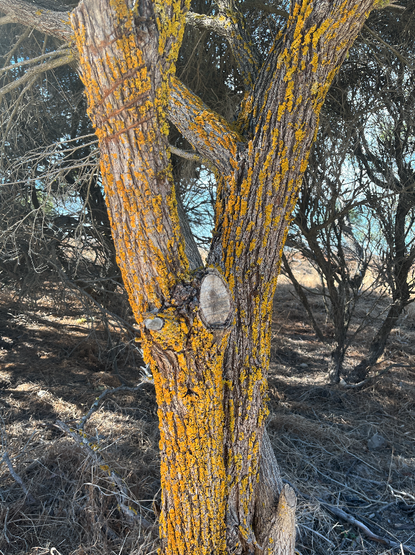 Photo of a small Y-shaped tree trunk with yellow lichen along the grooves of its bark. There's more trees and a beach in the background.
