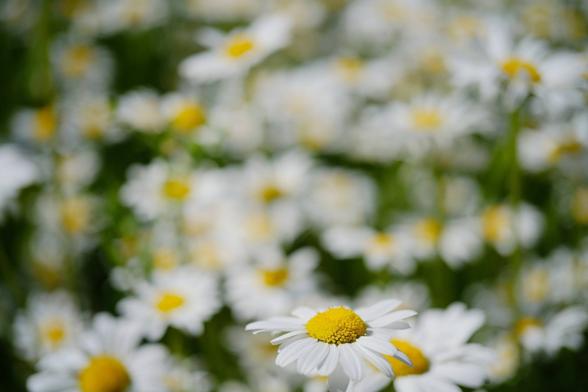 lauter aufgeblühte Margeritenblüten. Eine im Vordergrund scharf, dahinter unscharf werdend
