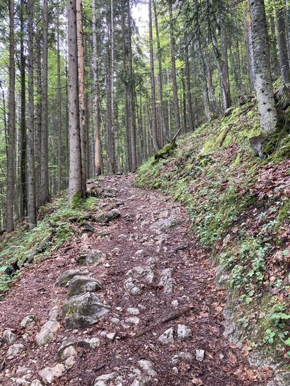 Ein Waldpfad bei feuchtem Wetter