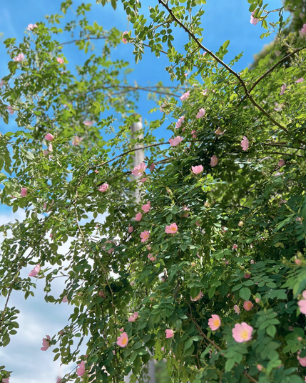 Dog rose flowers on green bush with blue sky in the background