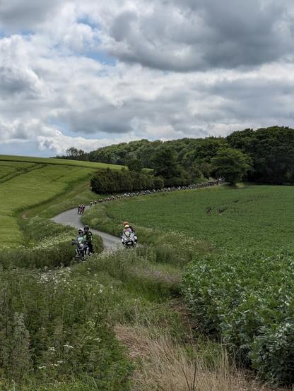 A peloton of cyclists coming down a hill along a serpentine road between a field of barley and a field of bean plants. There are two motorbike in foreground.