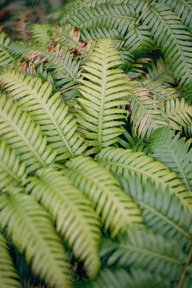 A photo of fern leaves