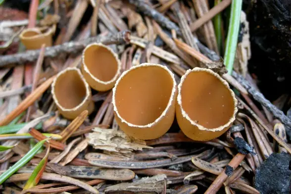 photo of several cup-shaped fungal fruiting bodies