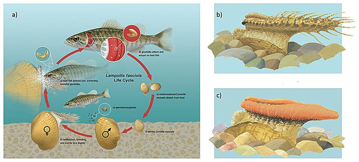 illustration of the life cycle described in the article
