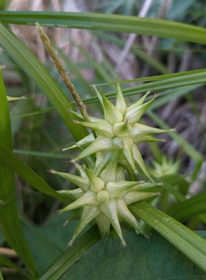Carex grayii flowers, looking like a couple of spikey yellow balls