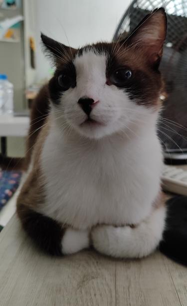 Chimi, a beautiful kitten with white and brown fur sitting on its curled front paws, on a white wooden desk and looking directly at the camera.