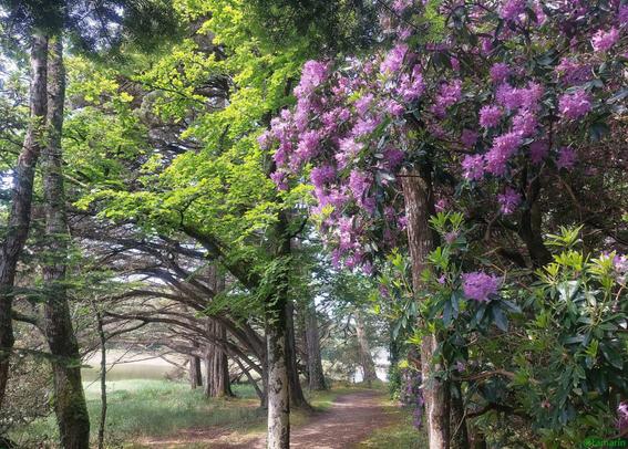 Forêt de rhododendrons