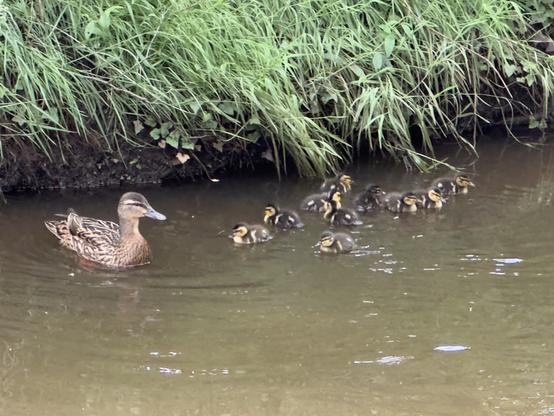 Eine Ente schwimmt in einem Bach mit zehn Entenküken.

A duck swimming in a brook with ten ducklings.
