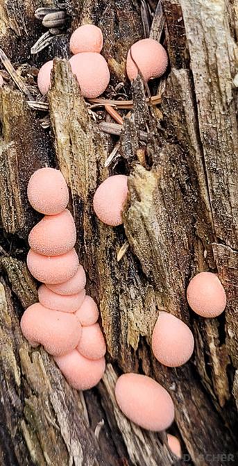 Cushion-like blobs on an old stump, their rounded curves and light coral-red color contrasting with the dark and sharp wood splinters.