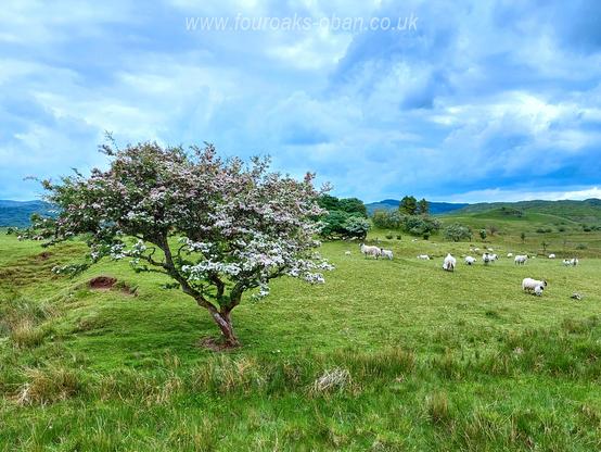 Argyll countryside with tree in flower and surrounded by sheep grazing.