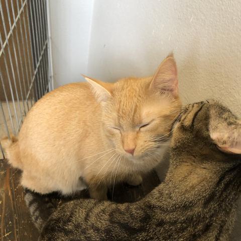 Orange boy cat being licked by grey boy.