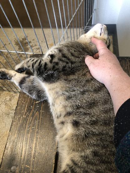 Beautiful grey tabby stretched out and being petted by white person's hand.