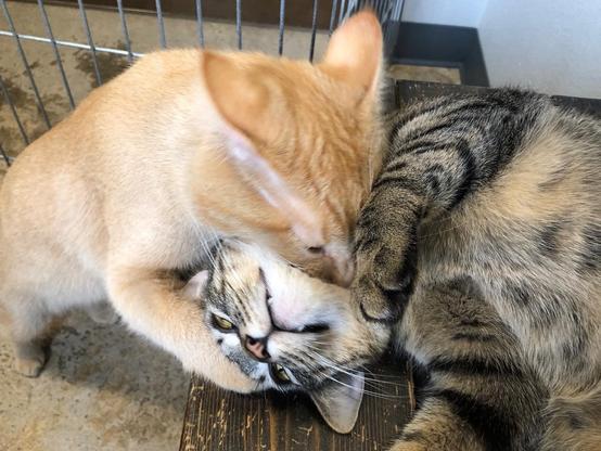Orange boy doing a vampire bite on grey boy, who is displaying his white chin. It's all play!
