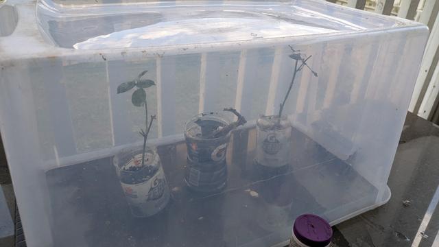 Rose cuttings in little planters made of gatorafe bottles. They're covered by a giant plastic bin for humidity and a bottle of rooting hormone can be seen in the foreground