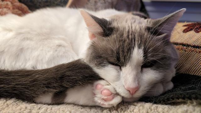 Let sleeping cats lie.